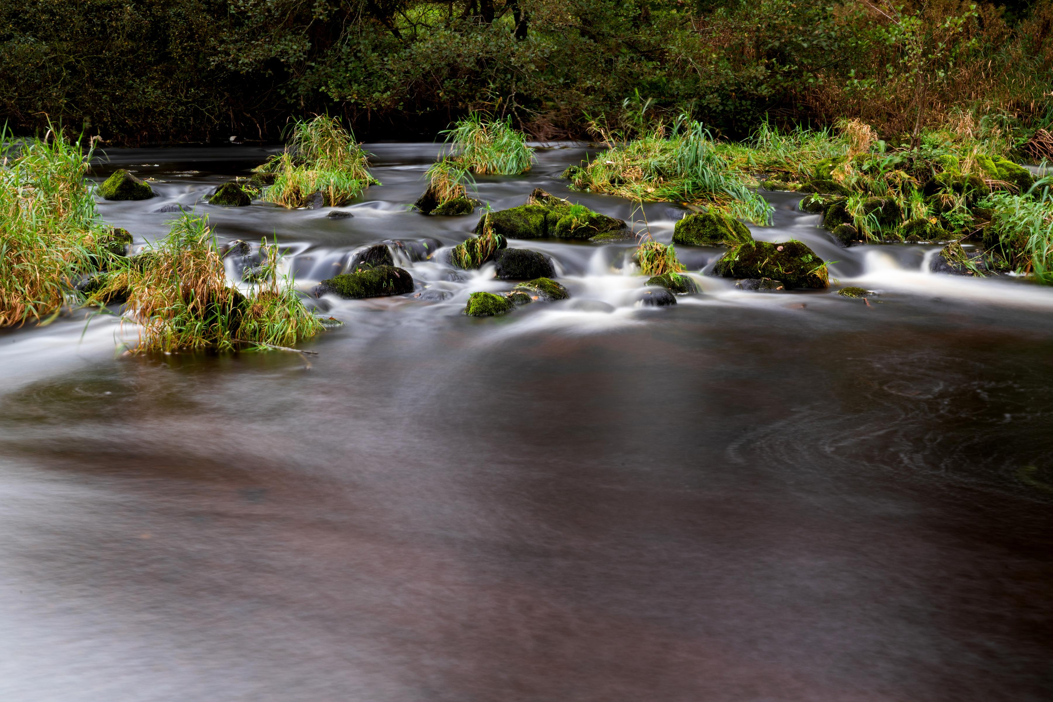 Image of Rathvilly Reed beds